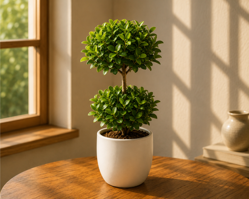 SBL - FICUS PANDA